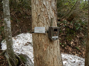 世界遺産の白神山地にニホンジカ監視カメラ