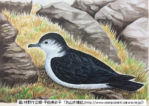 謎の鳥・オガサワラヒメミズナギドリを小笠原諸島で発見