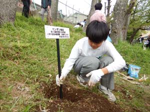 京都市立蜂ヶ岡中学校に早生広葉樹のセンダンを植樹
