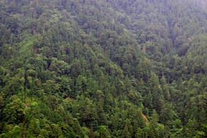 「ヤナセ天然スギ」４年ぶり間伐、計画的伐採は来年度から休止