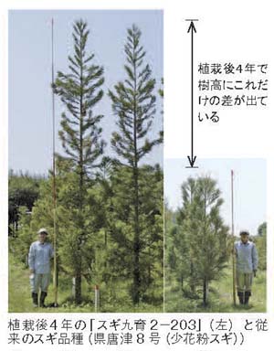 植栽後４年で平均樹高６ｍ、群抜く成長の特定母樹