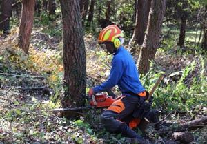 島根県が全国植樹祭の地で“循環型林業”のモデルを実践