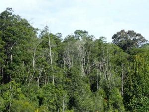 森林研究・整備機構が「第５期中長期計画」を策定
