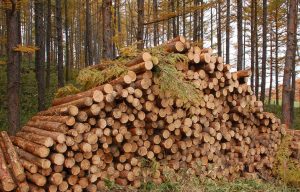 鳥取県造林公社が来年度新規採用職員を募集