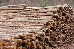 東信木材センターの2020年度カラマツ等取扱量は14万4,000m3