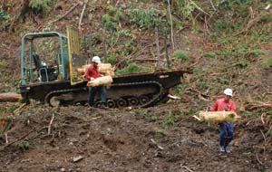 造林コスト３割減へ、「一貫作業システム」を関東で初試行