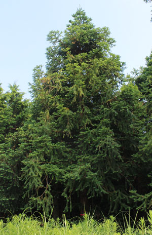 新規造林樹種・コウヨウザンの普及へ、３か年で指針策定