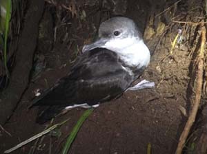 小笠原諸島固有の海鳥を“発見”、森林総研の研究チーム