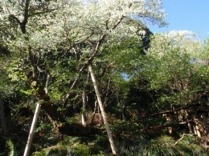 東京都と住友林業が「サクラプロジェクト」を実施