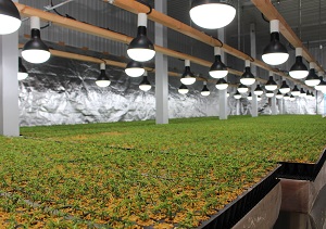 More production of Japanese cedar container seedlings at a unique germination chamber