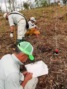 カラマツ杭材の短伐期生産へ高密度植栽試験