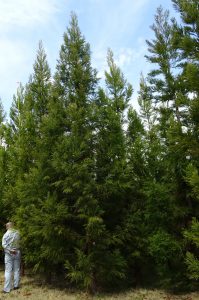 林木育種センターが一般職員募集、８月に３名採用へ