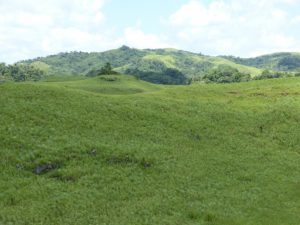 途上国の荒廃森林再生へ、業務委託者を募集中