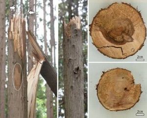 2021年度森林防疫賞・防除コンクールの受賞者決まる