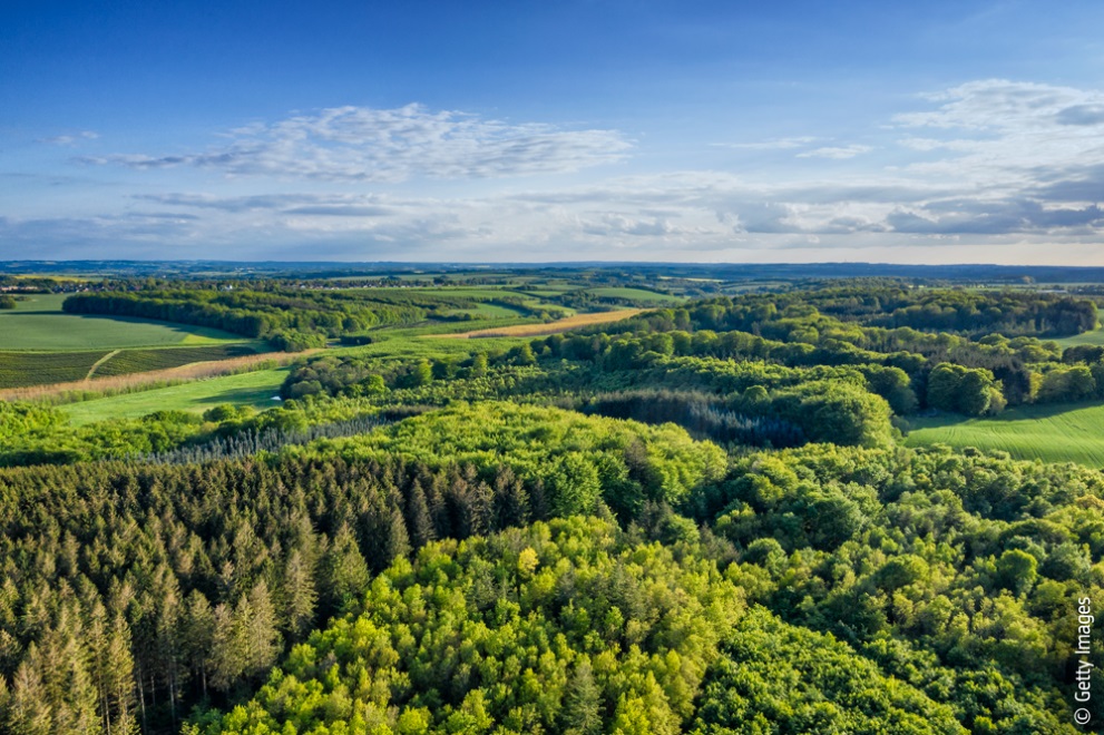 1億本の植樹を国民の祝日に宣言した国