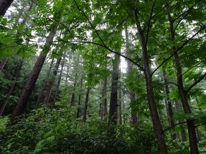 高付加価値化とチップ生産で広葉樹を活用する岩泉町