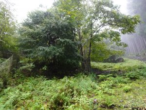 自然配植技術や地域性苗木で広葉樹林を育てる大台町