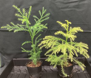 スギのゲノム編集技術を開発、品種改良期間の大幅短縮へ