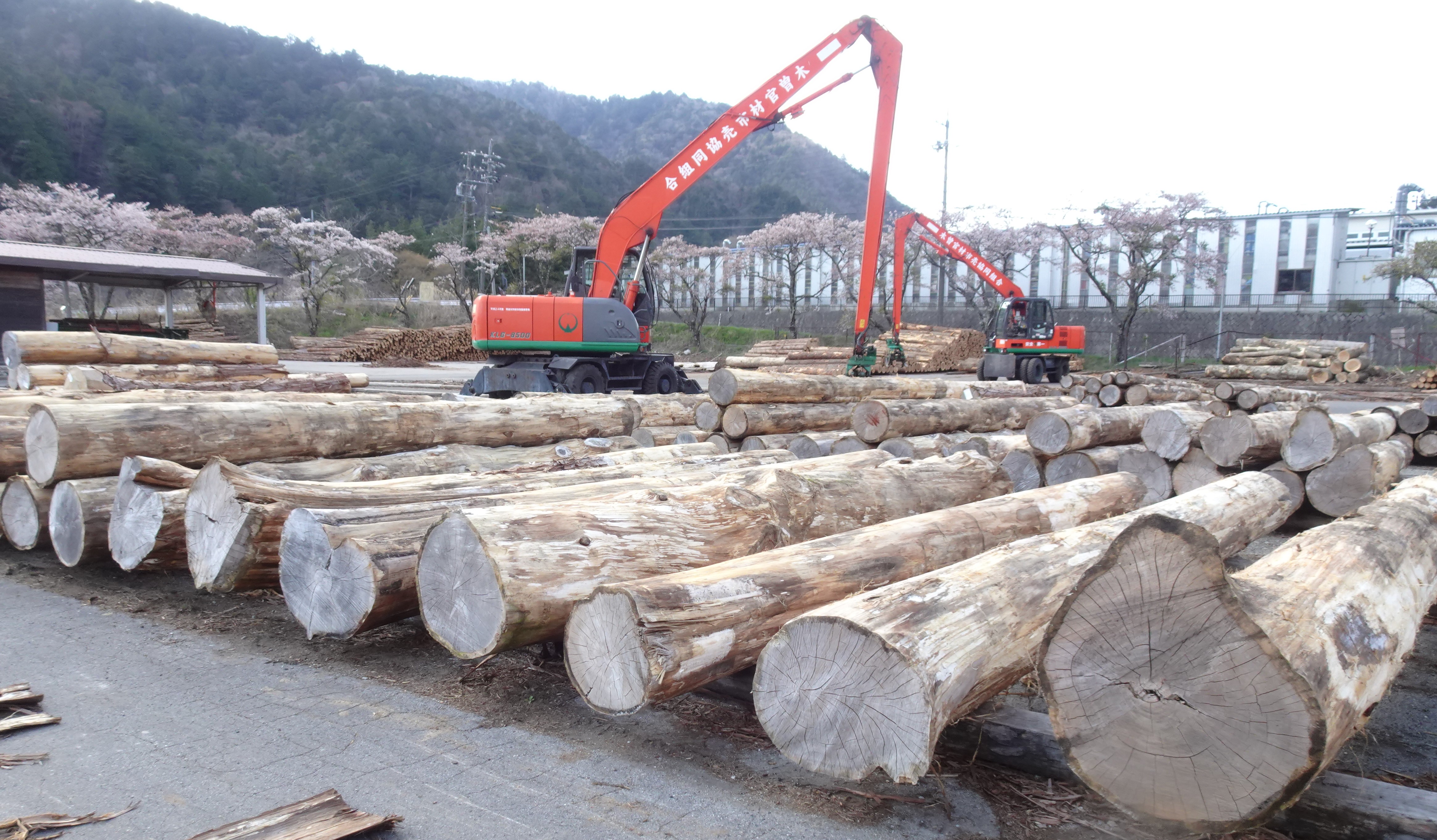 国産 木曽檜　　送料込み sng-sng41-0370_1.jpg