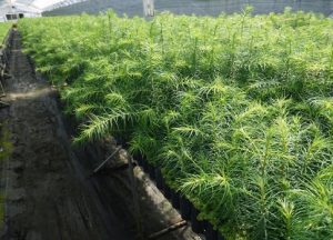 アサヒグループの社有林にコウヨウザンを植栽