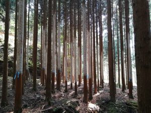 「磨き丸太」生産と機械化林業を両立する米嶋銘木