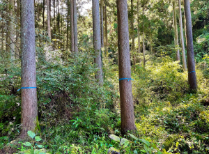 【forentaの田口房国さんが登場した「林政ニュース」の記事をアップしました】