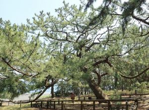 「羽衣（はごろも）の松」の後継樹が三保松原に「里帰り」