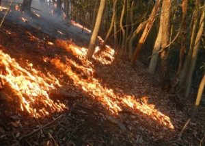 「足利市の山林を火災から守る条例」を制定・施行