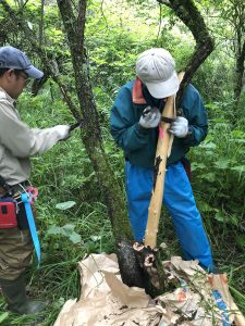 和紙の原料「ノリウツギ」を生産・販売、標津町が独自事業