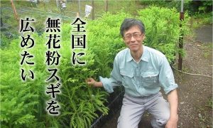 無花粉スギの普及へクラファン実施中、静岡県研究センター