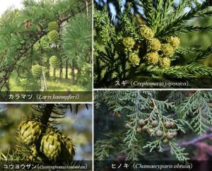 スギ・ヒノキなど４樹種の全ゲノム解読に成功