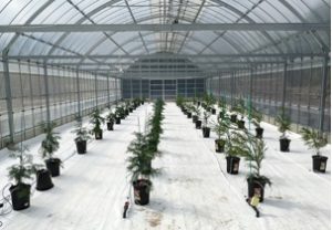 日本製紙の「倉吉閉鎖型採種園」が稼働開始