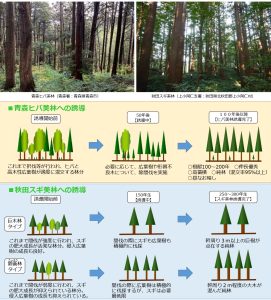 東北森林管理局が「青森ヒバと秋田スギの美林誘導プロジェクト」