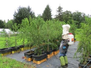 少花粉スギ増産へ山形県研修センターが閉鎖型採種園を新設